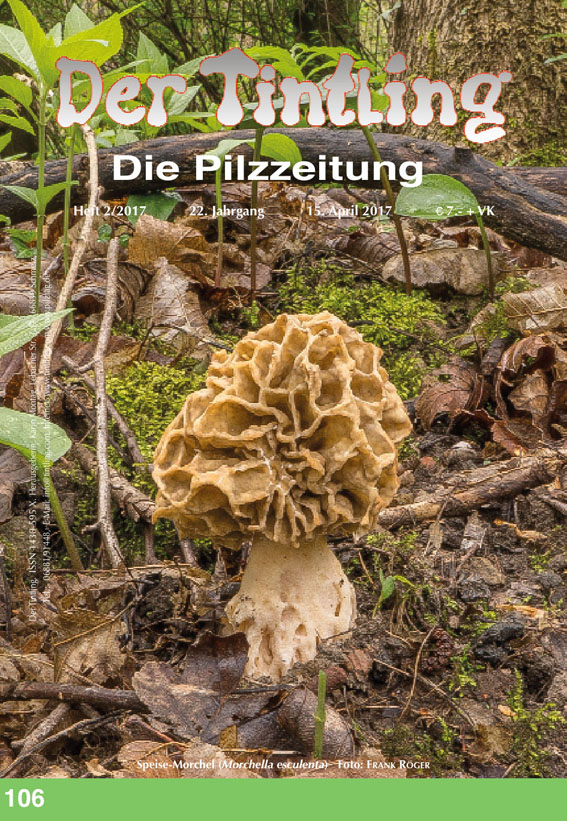 Speisemorchel Morchella esculenta